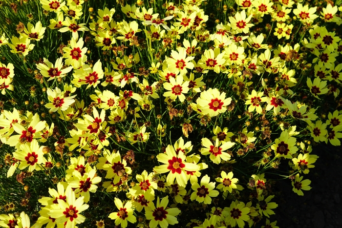 Electric Sunshine Tickseed - Coreopsis grandiflora 'Electric Sunshine' PPAF (Tickseed) from EC Browns Nursery