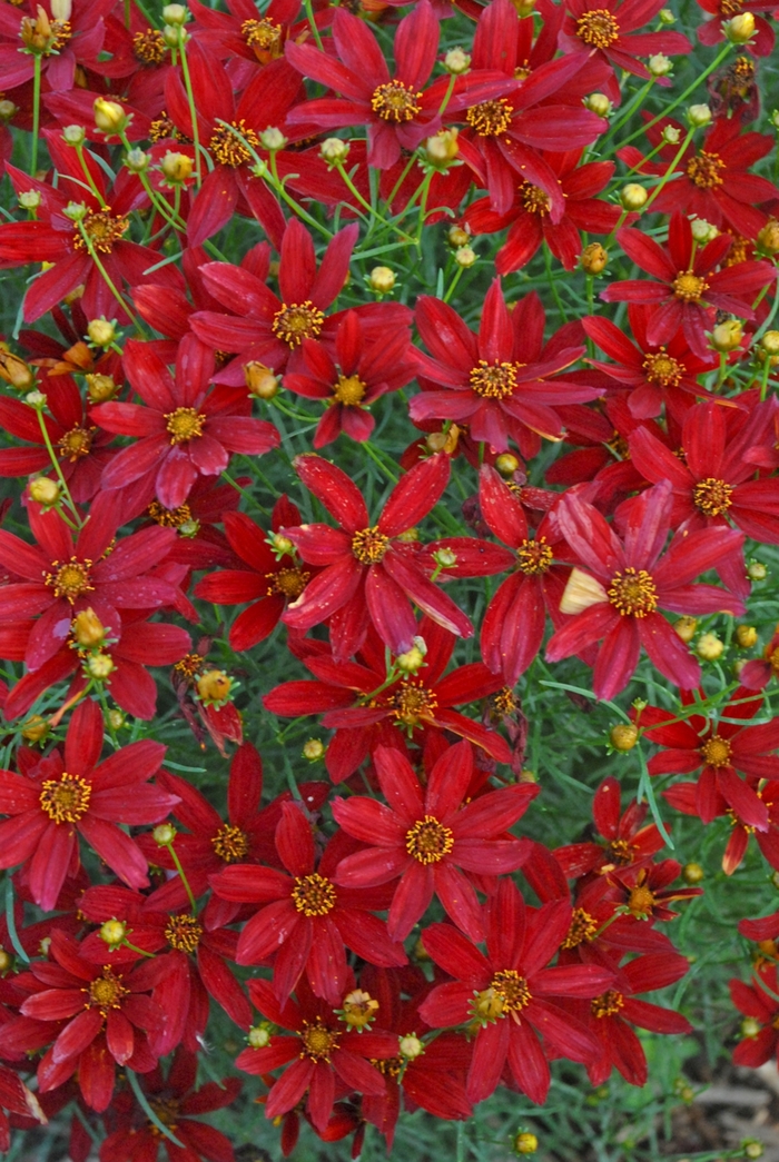 Sizzle & Spice&reg; Hot Paprika - Coreopsis verticillata 'Hot Paprika' (Tickweed) from EC Browns Nursery