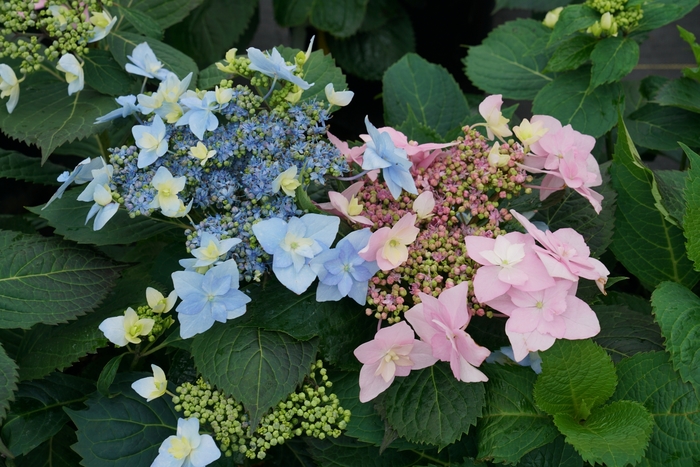 Tuff Stuff Ah-Ha&reg; - Reblooming Mountain Hydrangea from EC Browns Nursery