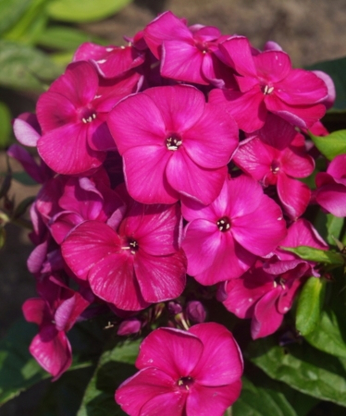 Bambini&reg; Desire - Phlox paniculata 'Versde' PP27557 (Garden Phlox) from EC Browns Nursery