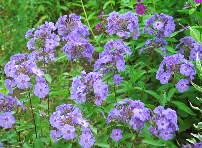 Phlox-Tall Garden - Phlox paniculata 'Blue Paradise from EC Browns Nursery