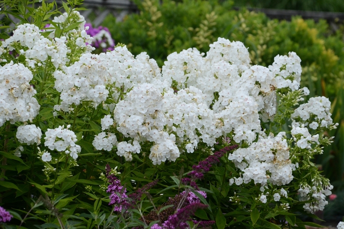Garden Phlox - Phlox paniculata 'Chris' White' from EC Browns Nursery