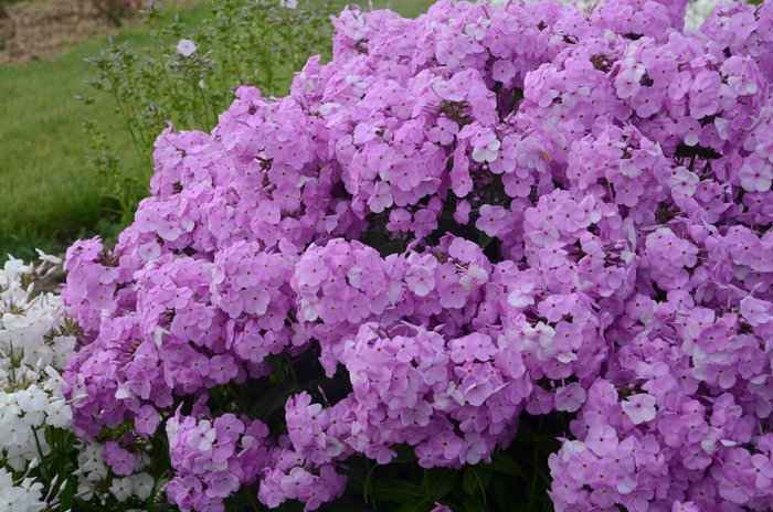 'Fashionably Early Princess' Garden Phlox - Phlox paniculata from EC Browns Nursery