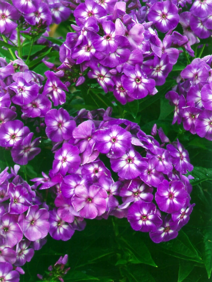  'Laura' - Phlox paniculata from EC Browns Nursery