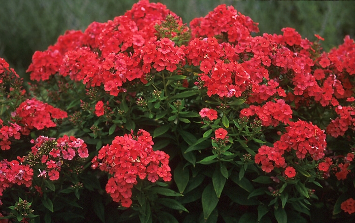 Garden Phlox - Phlox paniculata 'Orange Perfection' from EC Browns Nursery