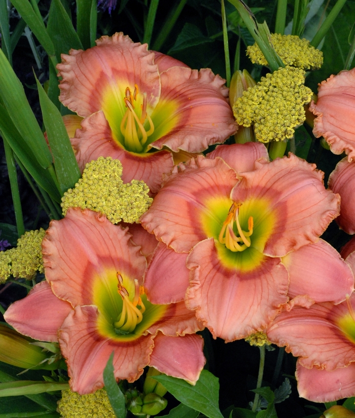 'Elegant Candy' Daylily - Hemerocallis from EC Browns Nursery