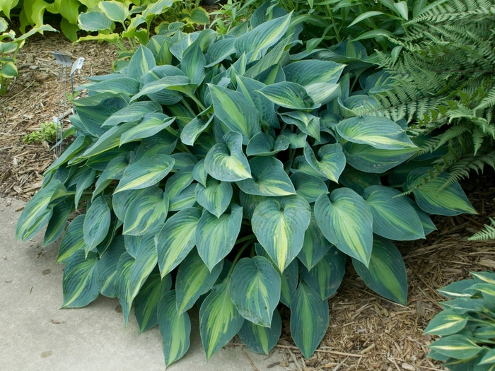 Plantain Lily - Hosta 'June' from EC Browns Nursery