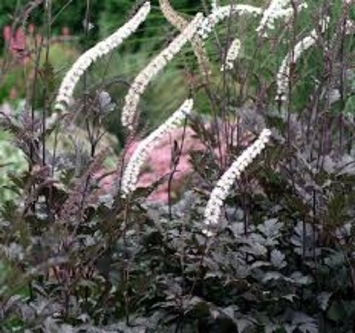 Acanthus Black Negligee - Black bugbane from EC Browns Nursery