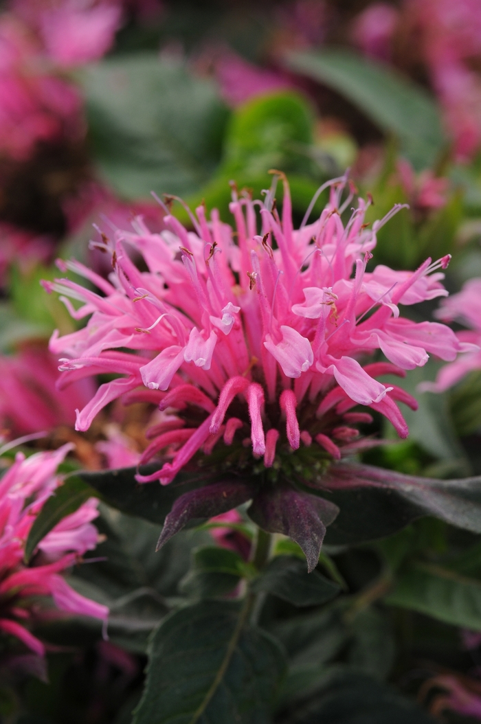 Balmy Pink Beebalm - Monarda didyma 'Balmy Pink' from EC Browns Nursery