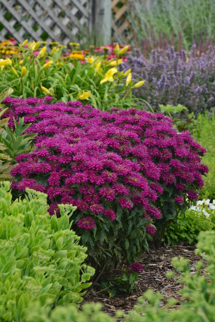 Sugar Buzz&reg; Grape Gumball - Monarda didyma from EC Browns Nursery