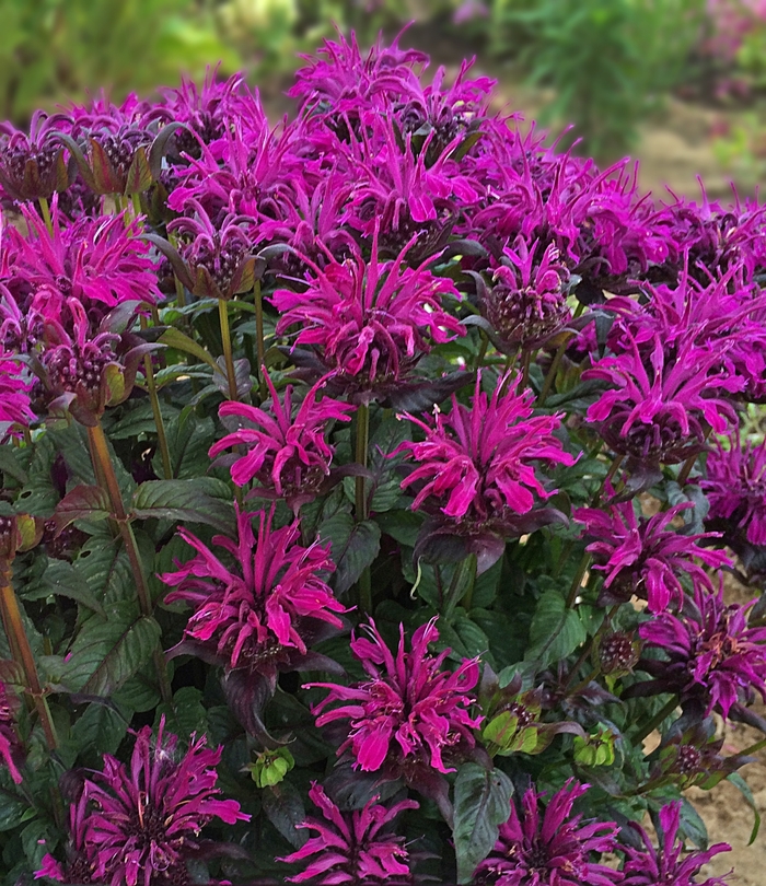 Sugar Buzz&reg; Rockin’ Raspberry - Monarda didyma from EC Browns Nursery