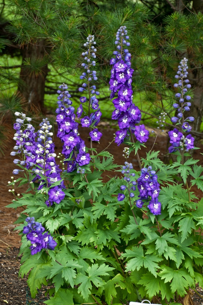 Purple Passion Delphinium - Delphinium elatum 'Purple Passion' (Delphinium) from EC Browns Nursery