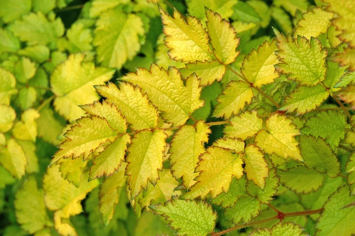 Color Flash&reg; Astilble - Astilbe arendsii 'Color Flash&reg; Lime' from EC Browns Nursery