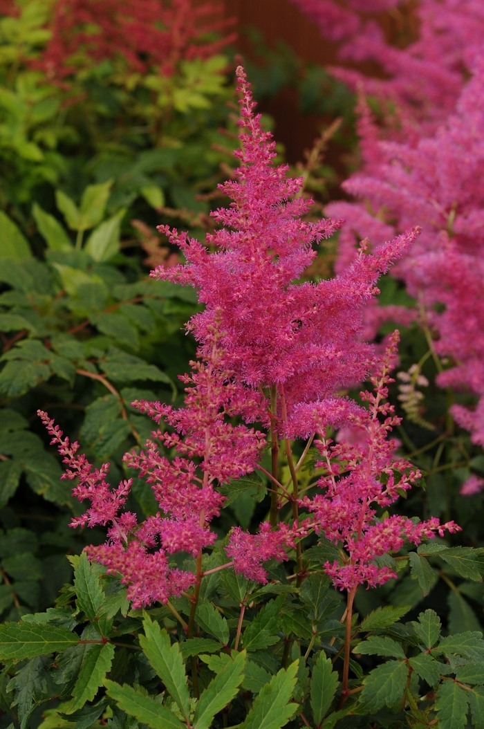 False Spirea - Astilbe 'Younique Lilac' from EC Browns Nursery