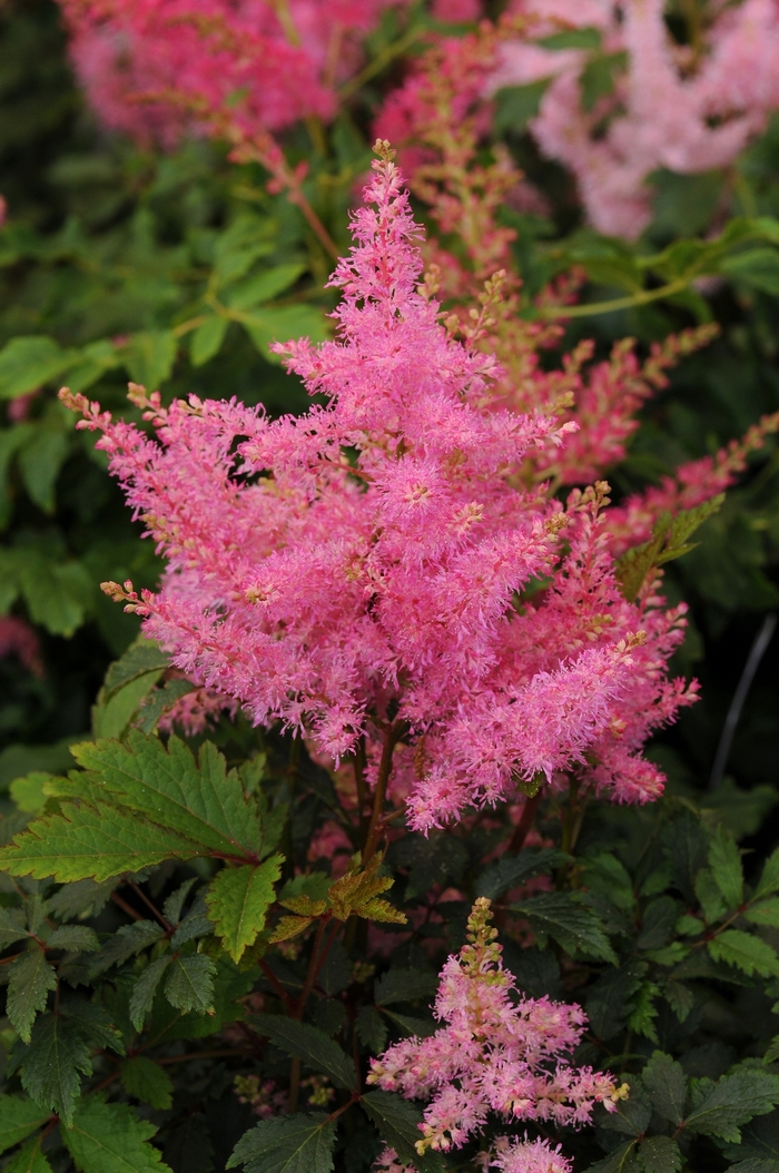 Younique&trade; Pink - Astilbe japonica (False Spirea) from EC Browns Nursery