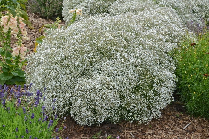 Summer Sparkles&reg; Baby's Breath - Gypsophila paniculata 'Summer Sparkles&reg;' from EC Browns Nursery