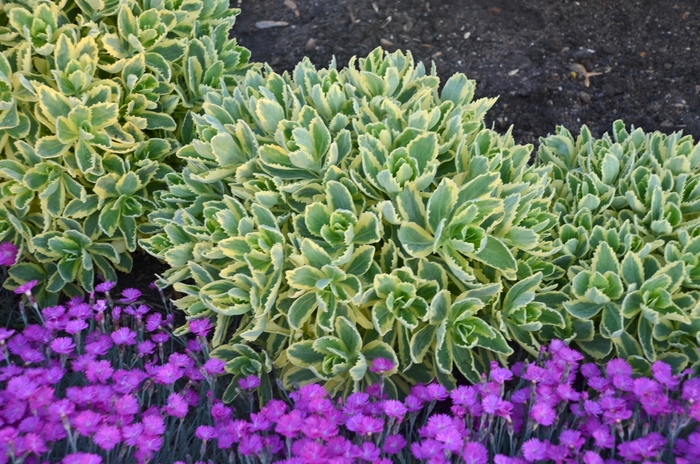 Autumn Charm&trade; Stonecrop - Sedum telephium 'Autumn Charm&trade;' from EC Browns Nursery