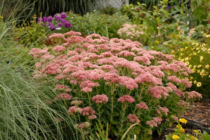  'Autumn Fire' - Sedum hybrid from EC Browns Nursery