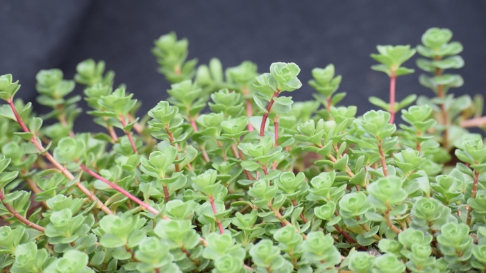 Stonecrop - Sedum spurium 'John Creech' from EC Browns Nursery