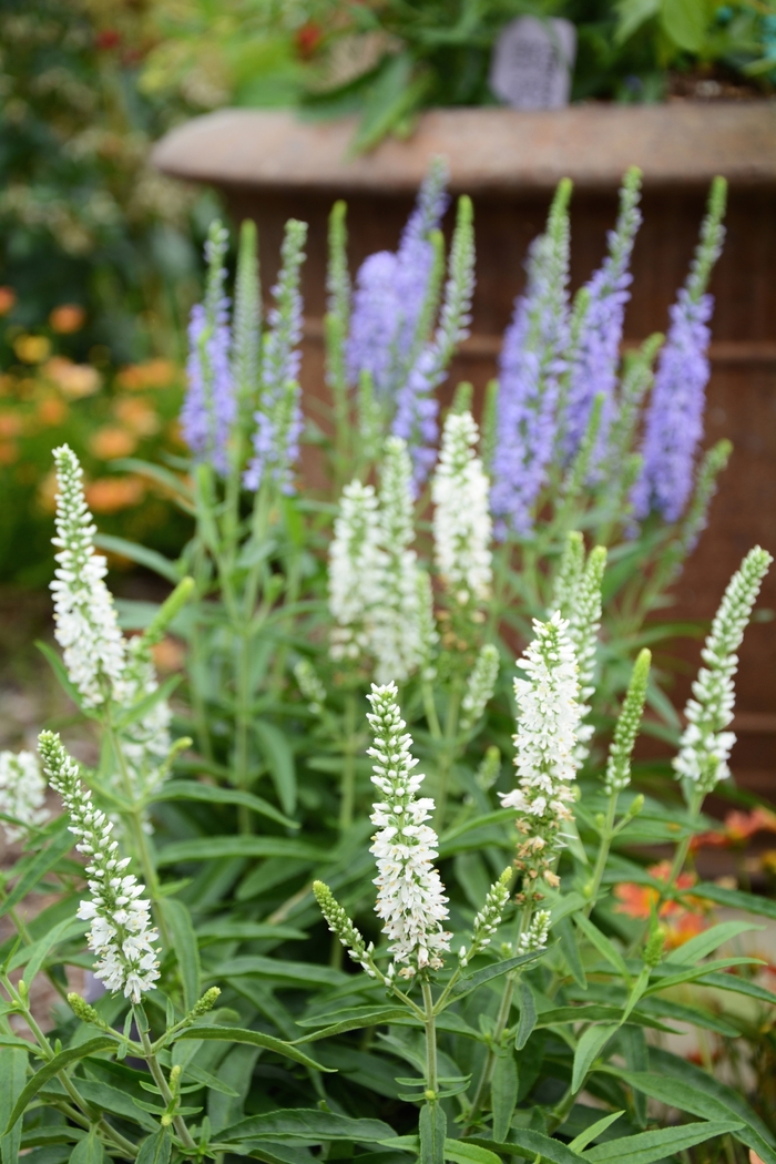 Moody Blues&reg; White - Veronica (Speedwell) from EC Browns Nursery