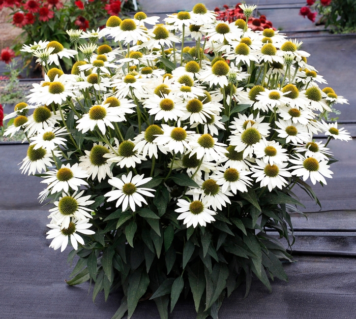 Kismet&reg; White Coneflower - Echinacea hybrid from EC Browns Nursery