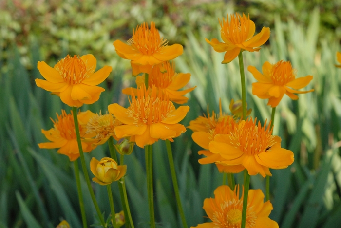 Globe Flower - Trollius 'Golden Queen' from EC Browns Nursery