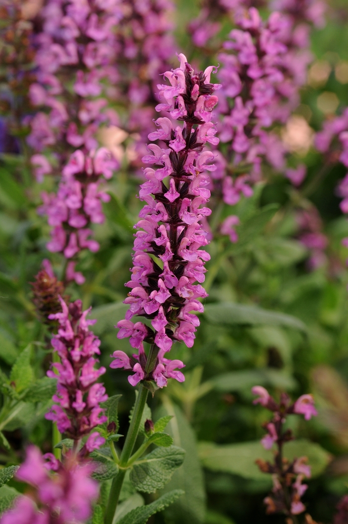 Meadow Sage - Salvia nemorosa 'Ballerina Pink' from EC Browns Nursery