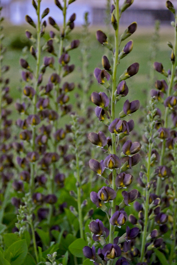Decadence&reg; 'Dark Chocolate' - Baptisia hybrid from EC Browns Nursery