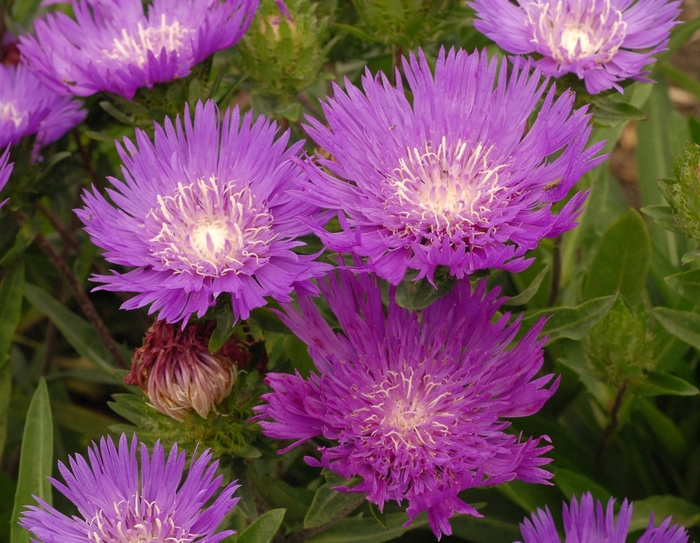 'Honeysong Purple' Stokes' Aster - Stokesia laevis from EC Browns Nursery