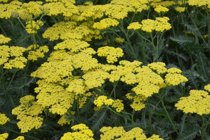 'Sassy Summer Lemon' Yarrow - Achillea millefolium from EC Browns Nursery