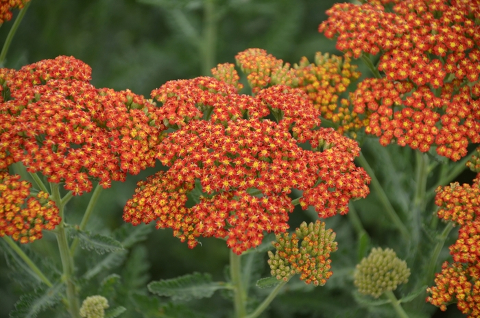 'Sassy Summer Sunset' Yarrow - Achillea millefolium from EC Browns Nursery