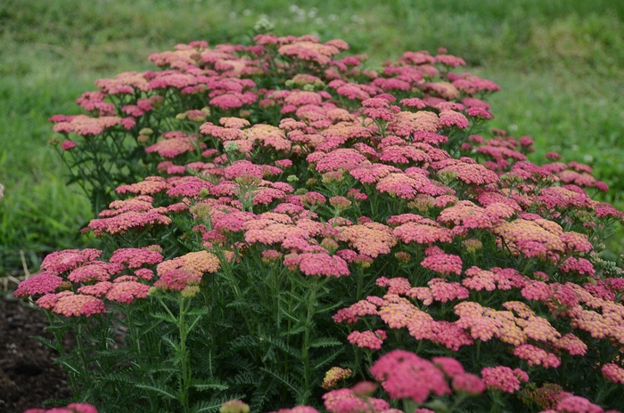 'Sassy Summer Taffy' Yarrow - Achillea millefolium from EC Browns Nursery