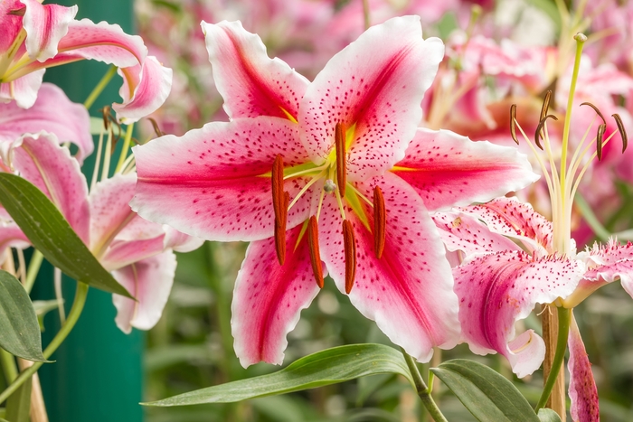 Oriental Lily - Lilium 'Journey's End' from EC Browns Nursery