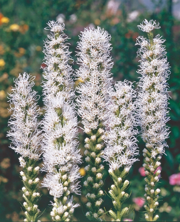 Gayfeather - Liatris spicata 'Alba' from EC Browns Nursery