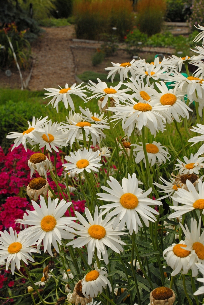 'Alaska' Shasta daisy - Leucanthemum x superbum from EC Browns Nursery