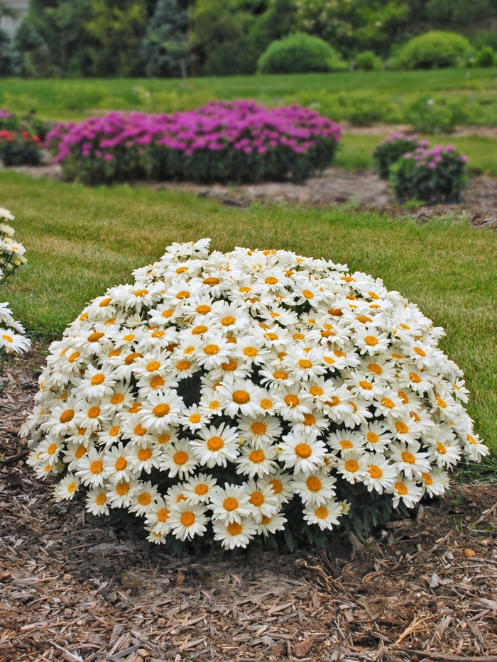 'Whoops A Daisy' Shasta Daisy - Leucanthemum x superbum from EC Browns Nursery