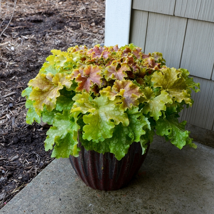 Dolce® Apple Twist - Heuchera 'Apple Twist' (Coral Bells) from EC Browns Nursery