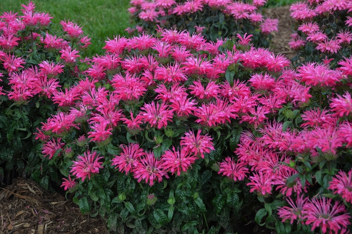 Electric Neon Pink Bee Balm - Monarda 'Electric Neon Pink' PPAF (Bee Balm) from EC Browns Nursery