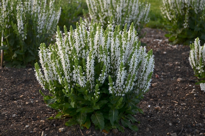 Meadow Sage - Salvia nemorosa 'Bumblesnow' from EC Browns Nursery