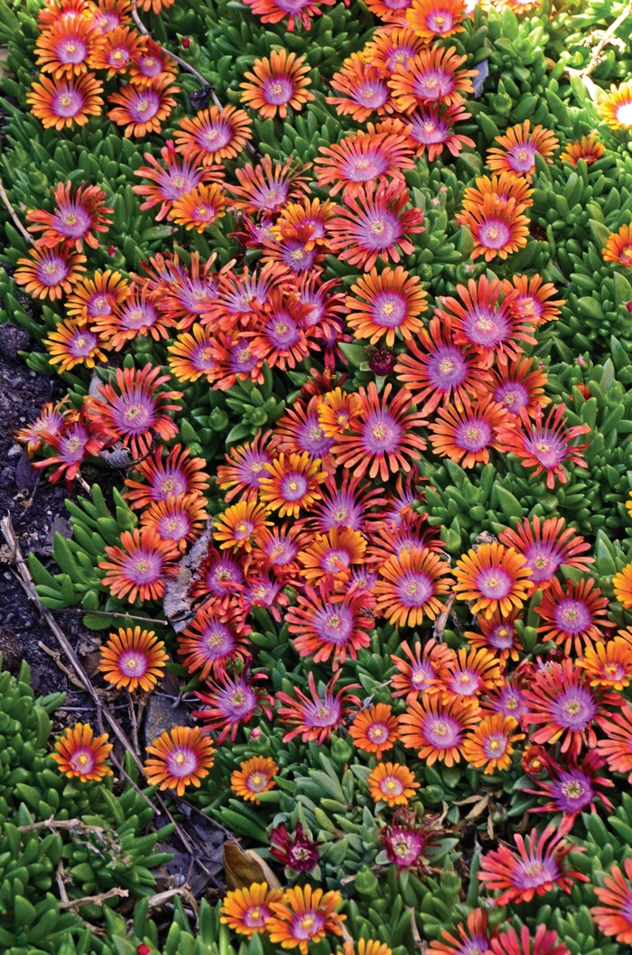 Fire Spinner&reg; Ice Plant - Delosperma hybrid 'Fire Spinner' from EC Browns Nursery