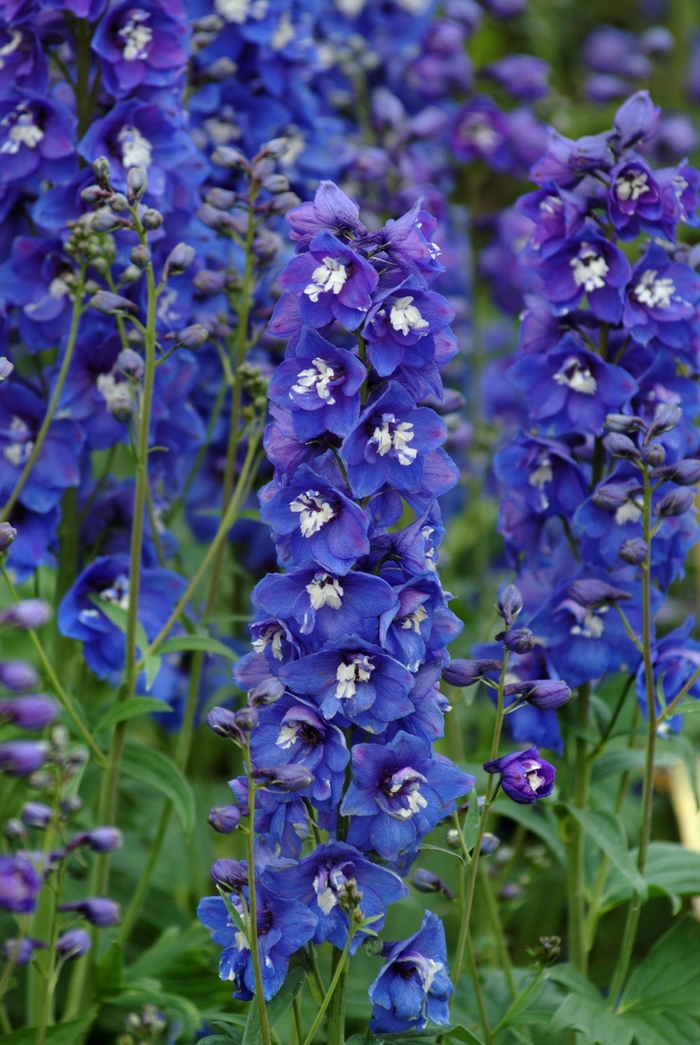 'Dasante Blue' - Delphinium elatum from EC Browns Nursery