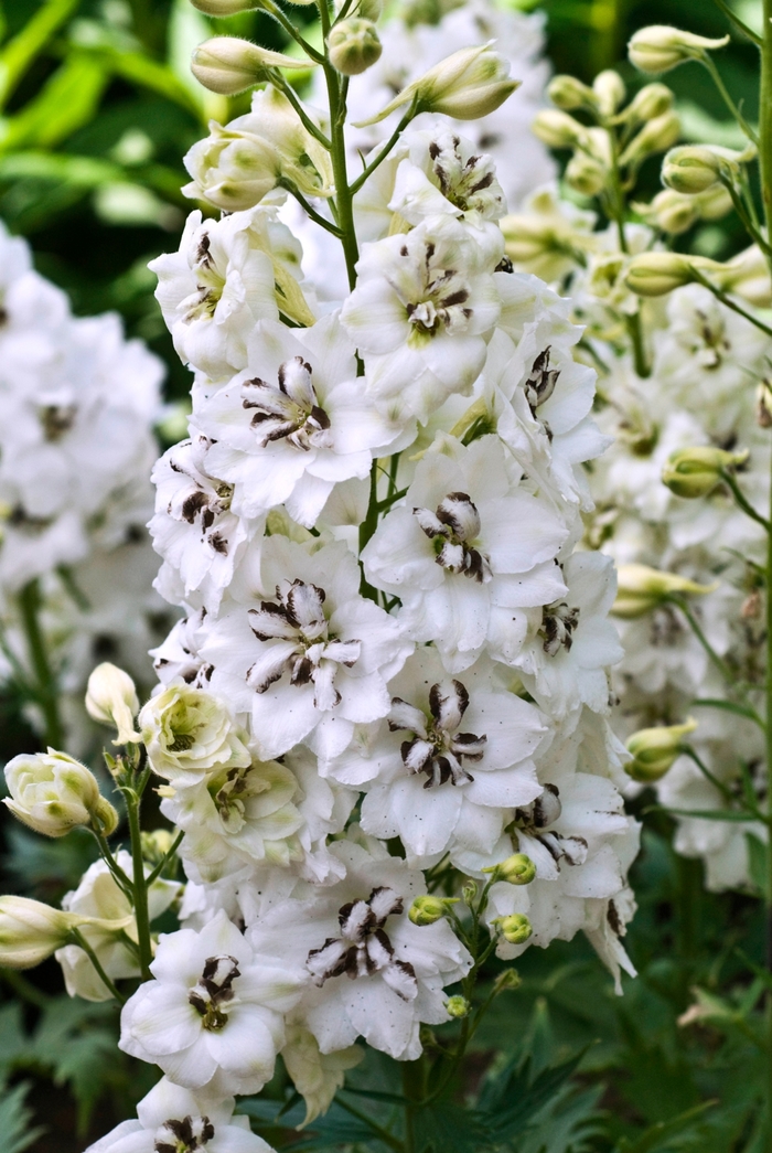 New Millennium Delphinium - Delphinium elatum 'Black Eyed Angel' from EC Browns Nursery