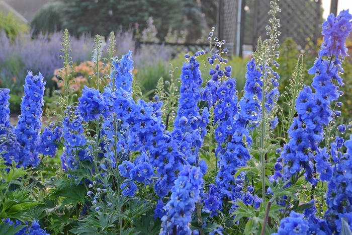 Delphinium - Delphinium elatum 'New Millennium Cobalt Blue' from EC Browns Nursery