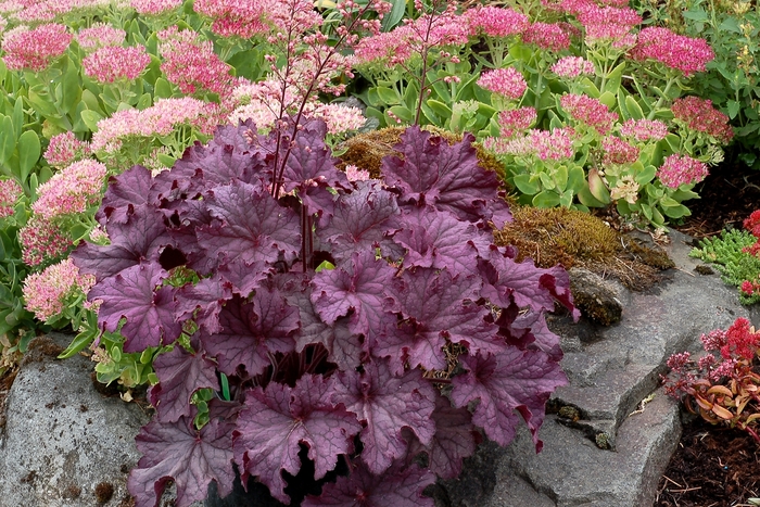 Coral Bells - Heuchera 'Grande Amethyst' from EC Browns Nursery