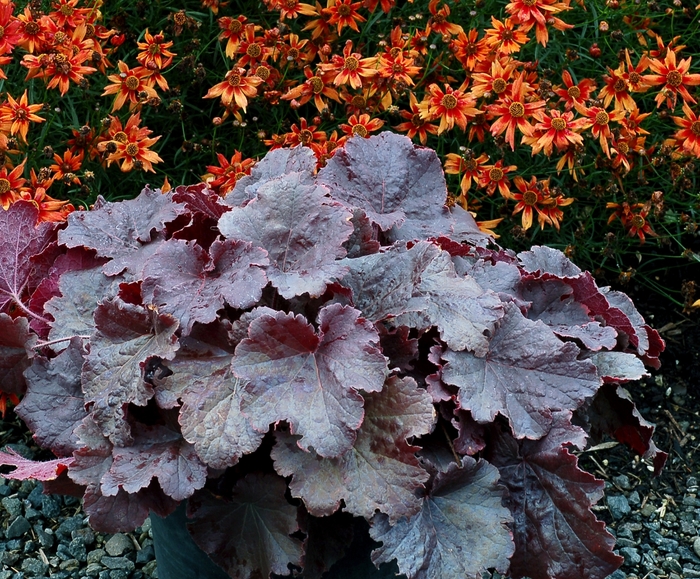 Northern Exposure&trade; 'Black' - Heuchera (Coral Bells) from EC Browns Nursery