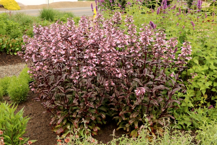 Beardtongue - Penstemon digitalis 'Dakota Burgundy' from EC Browns Nursery