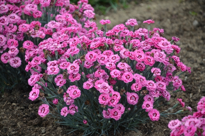 Pretty Poppers&trade; Cute as a Button - Dianthus 'Cute as a Button' (China Pinks, Cheddar Pinks) from EC Browns Nursery