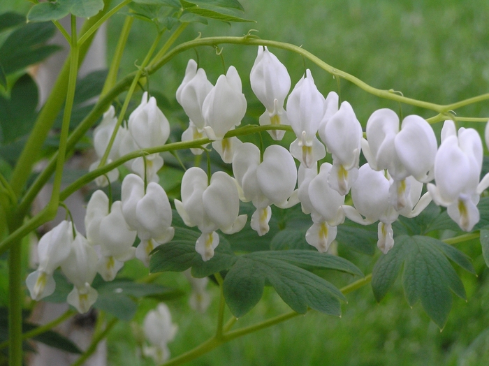 White Bleeding Heart - Dicentra spectabilis 'Alba' from EC Browns Nursery