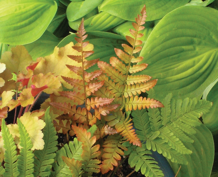 Autumn Fern - Dryopteris erythrosora 'Brilliance' from EC Browns Nursery