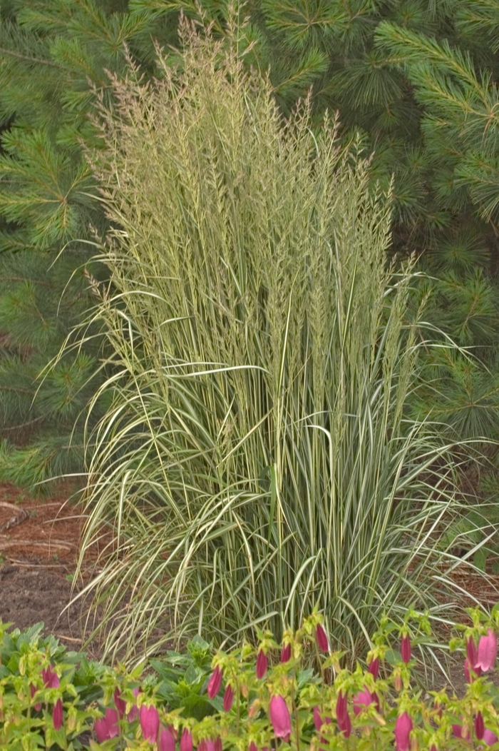 Feather Reed Grass - Calamagrostis acutiflora 'Avalanche' from EC Browns Nursery